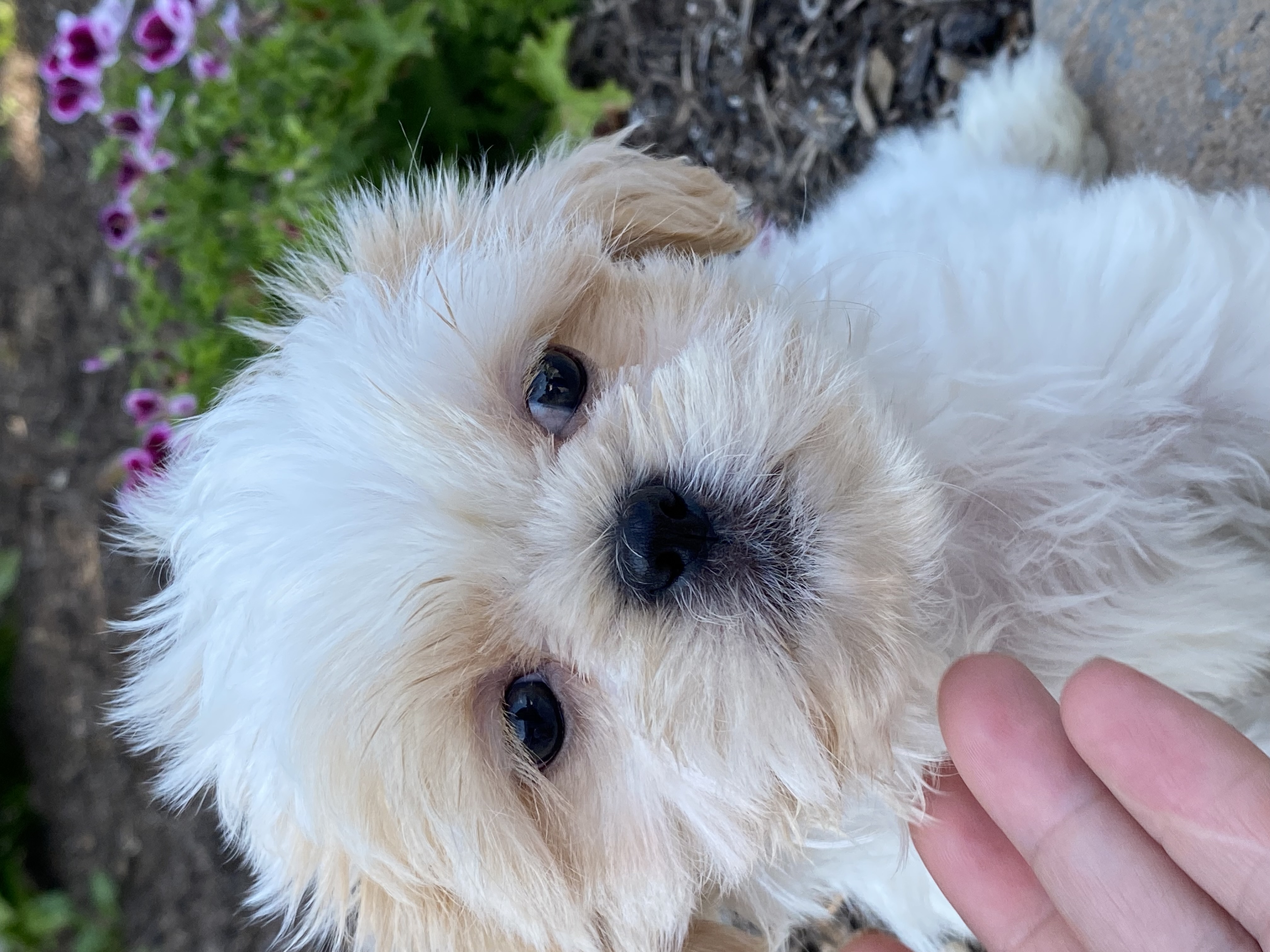 Summerset Farms kennels Seneca Falls NY Available Puppies